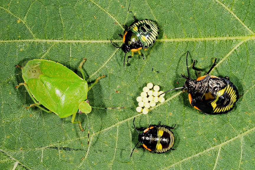 Green stink bug adult, eggs, and 3 nymph instars. 
     