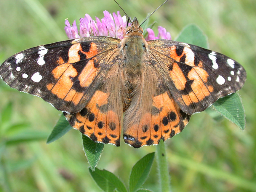 Painted lady butterfly feeding on clover. 
     