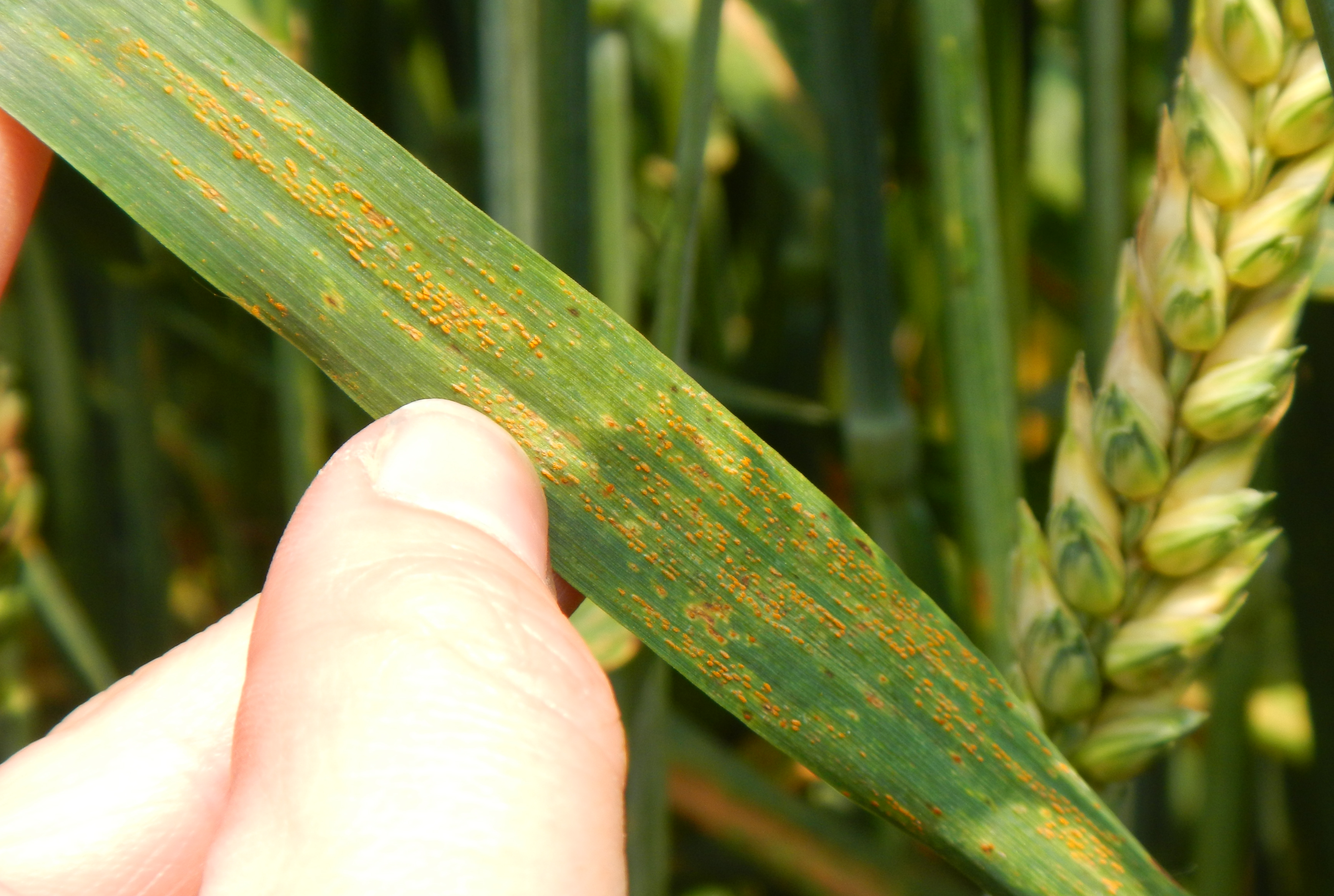 Stripe rust on wheat. (Picture courtesy Greg Shaner)
     