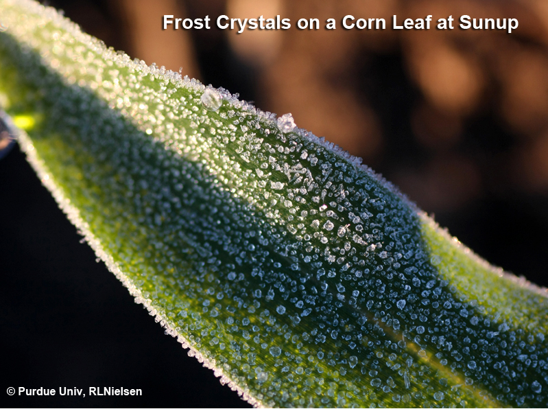 Frost Crystals on a Corn Leaf at Sunup. 
     