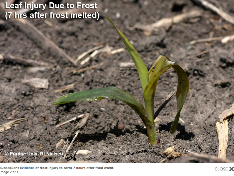 Leaf Injury Due to Frost (7 hrs after frost melted). 
     