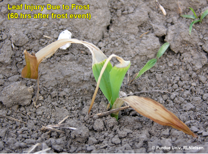 Leaf Injury Due to Frost (60 hrs after frost event).  
     
