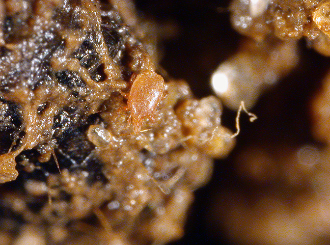 Scavenger mite (greatly magnified) feeding on decayed plant material. 
     