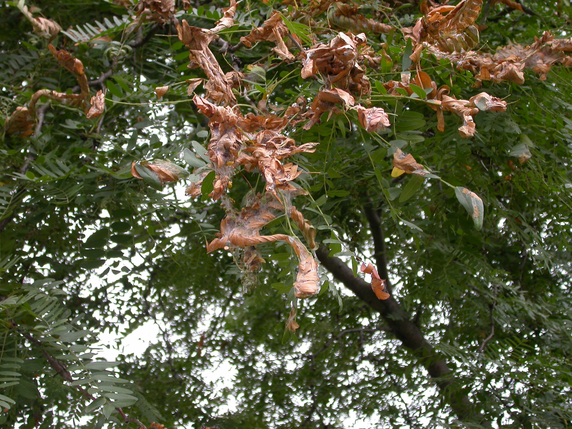 Browned leaves that have been tied together by mimosa webworm.