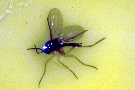 Manage fungus gnats with soil drench insecticide