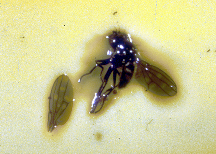 Fungus Gnats and Shore Flies