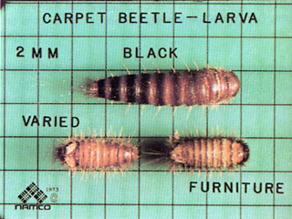 carpet beetle life cycle