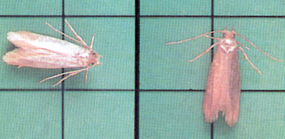 Clothes Moths And Carpet Beetles