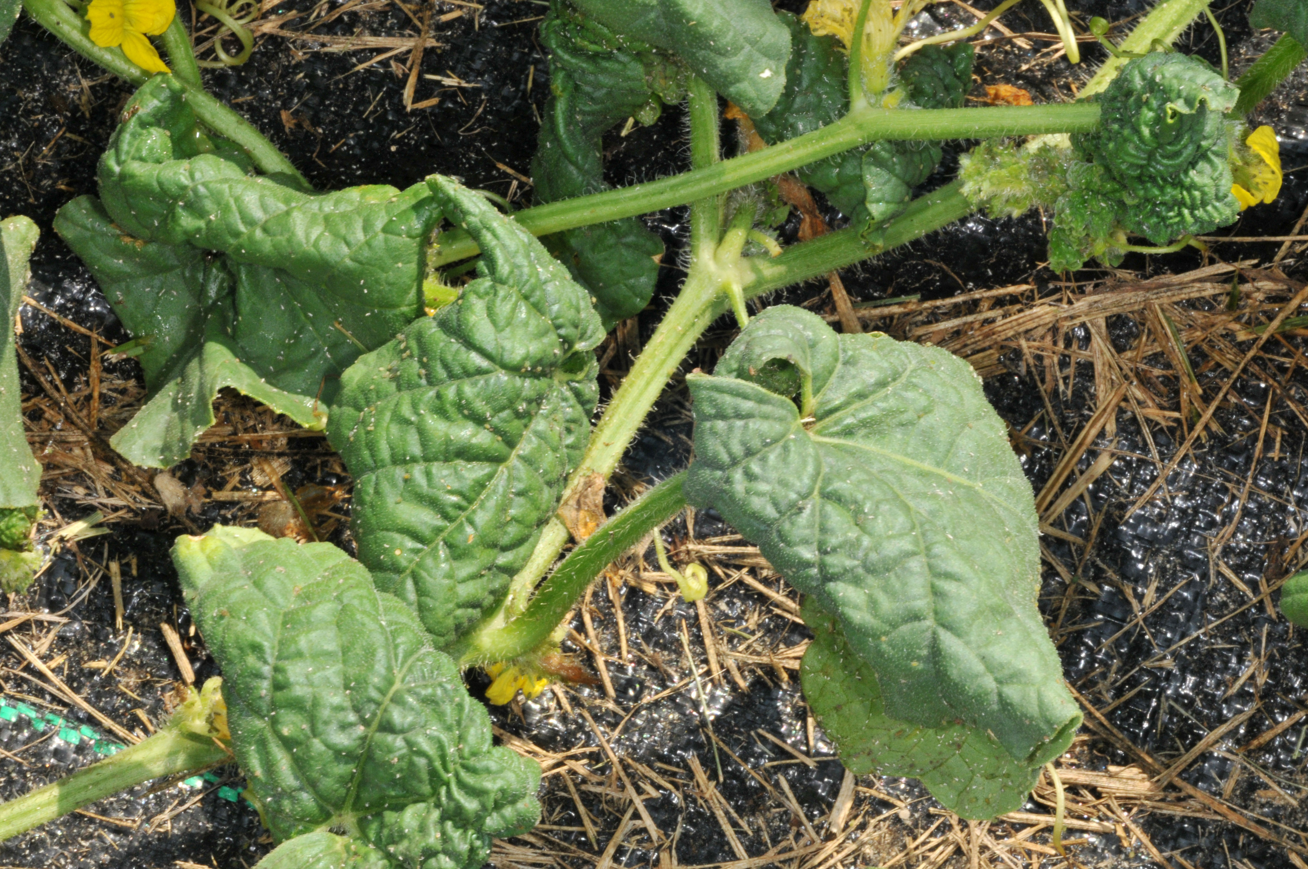 Melon aphid damage to watermelon