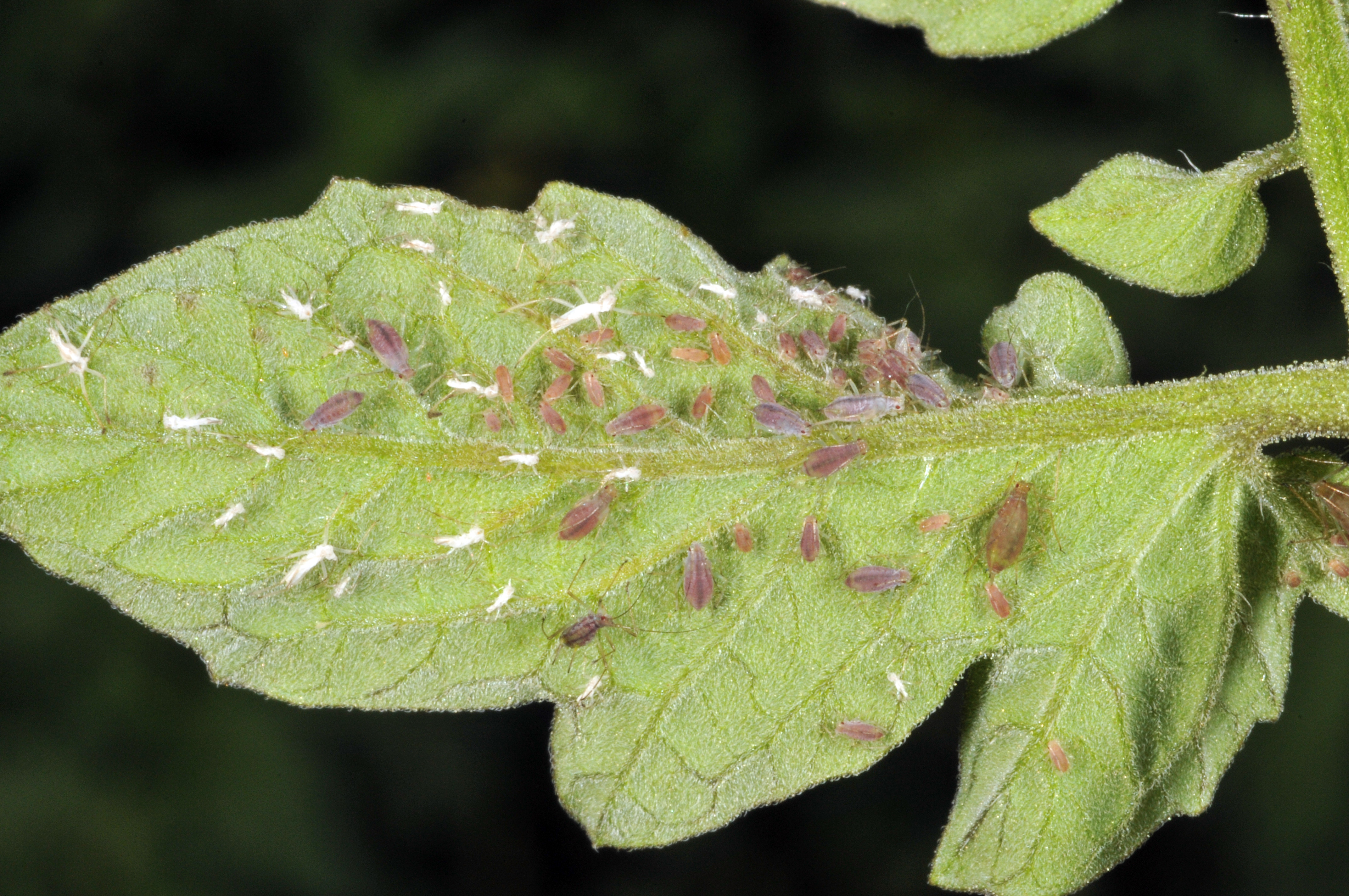 Aphids and cast skins on tomato leaf