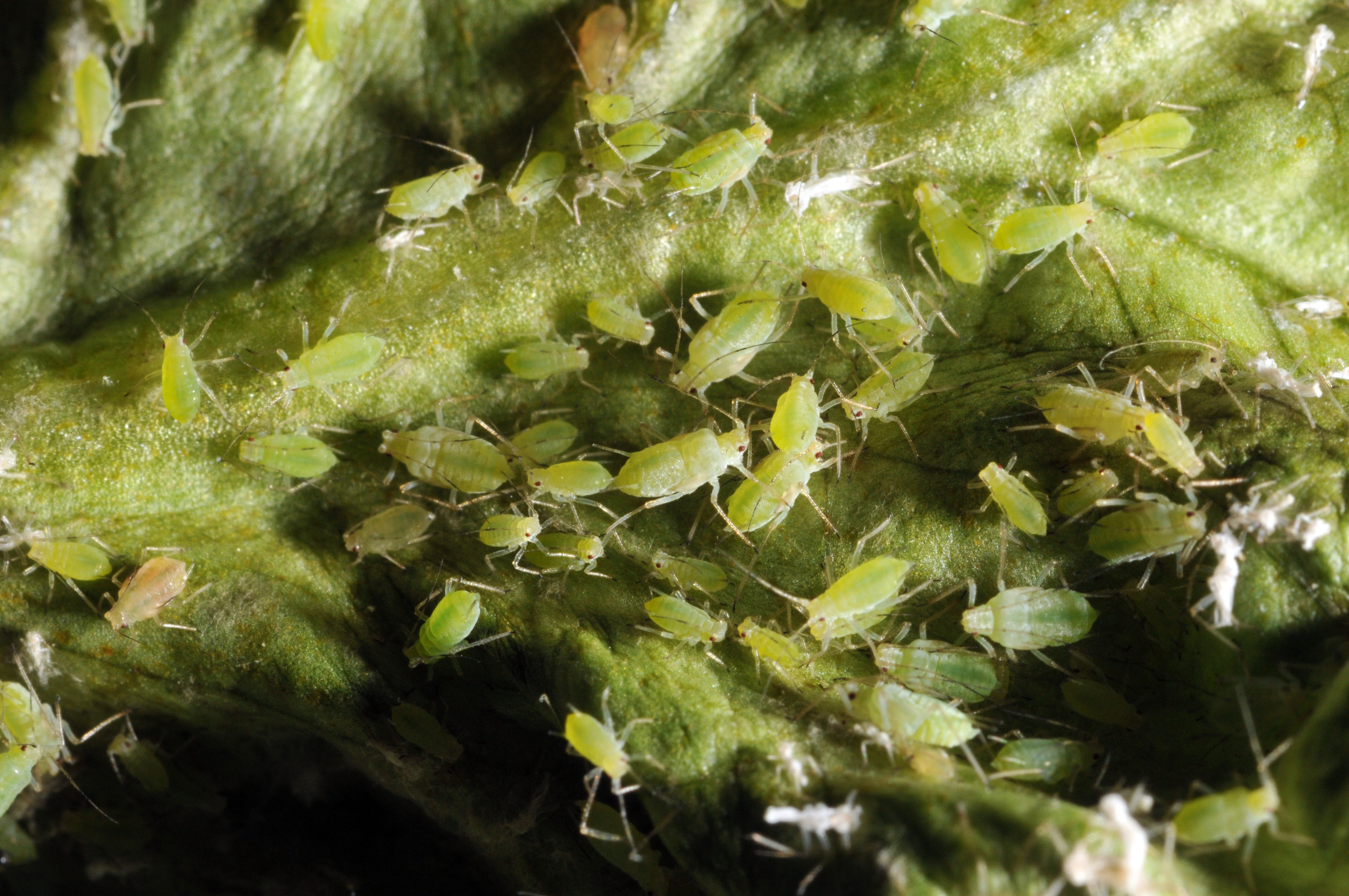 Aphids close-up on lettuce leaf