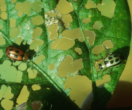 Bean leaf beetles and pod damage