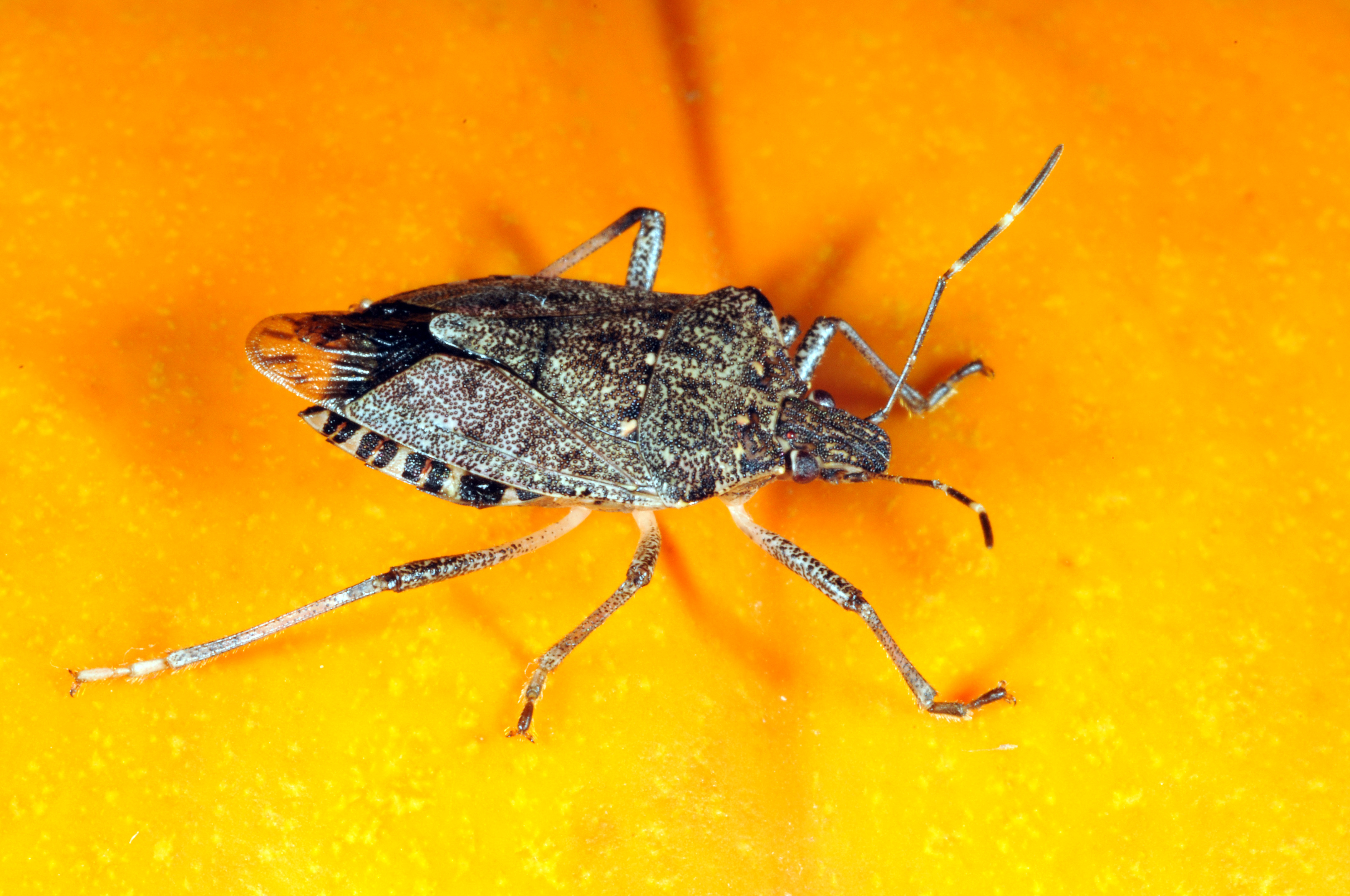 Brown Marmorated Sting Bug