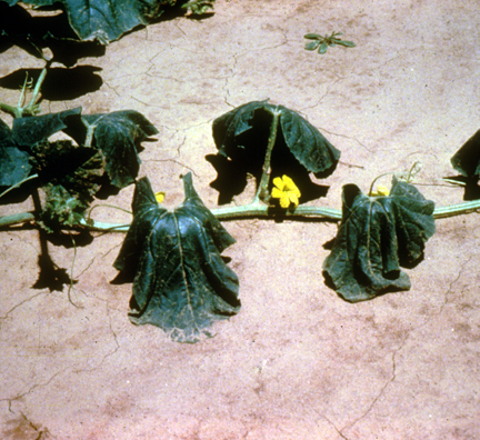 Early symptoms of bacterial wilt of cucurbits