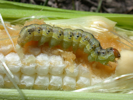 Corn earworm