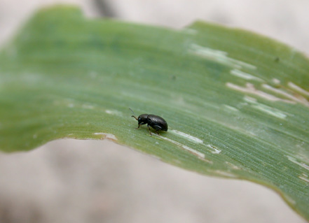 Corn flea beetle