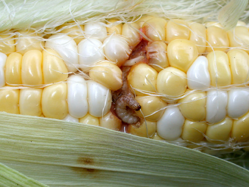 European corn borer and damage