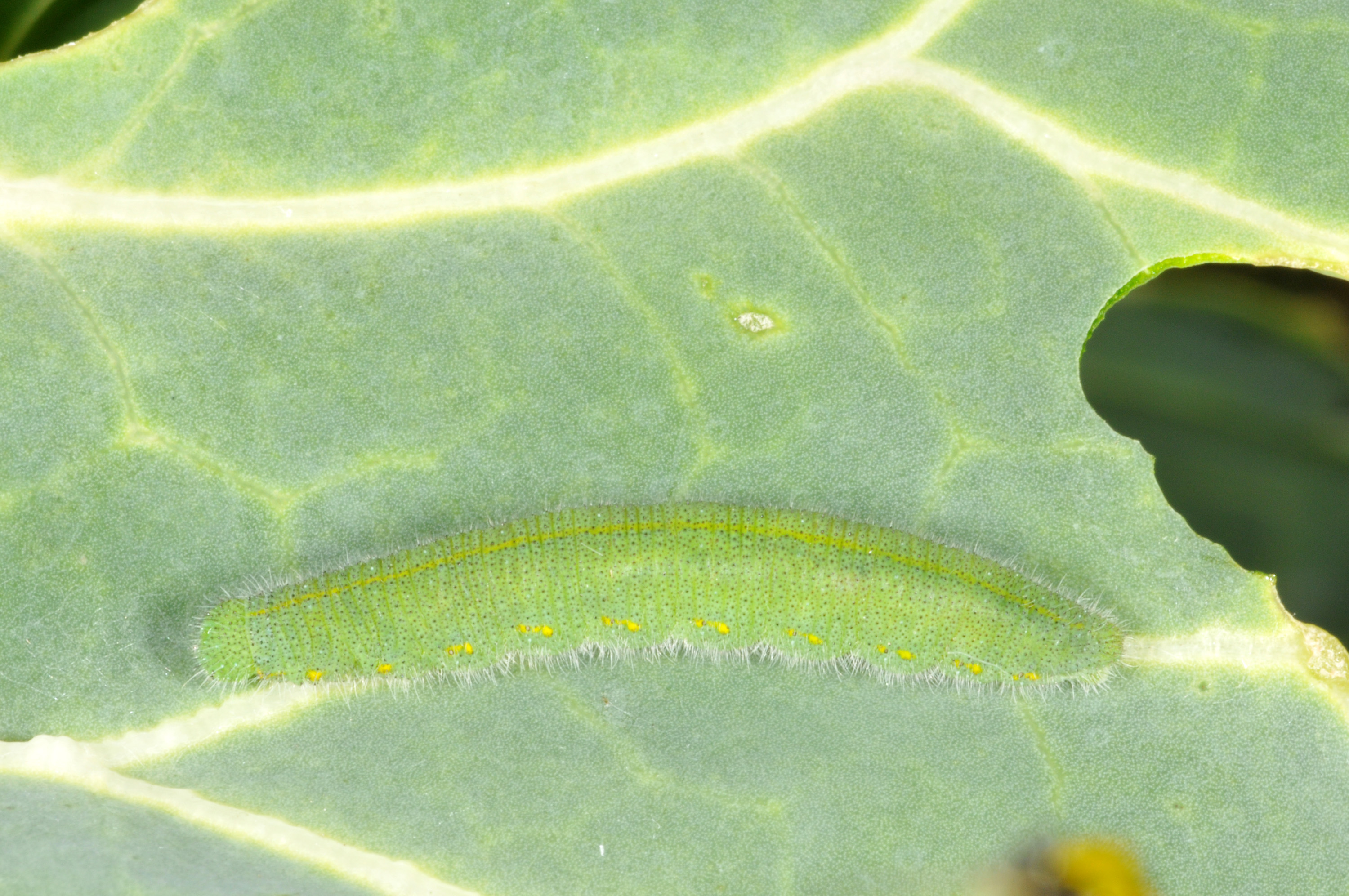 Imported cabbageworm larva