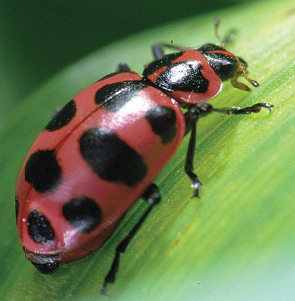 Lady beetle adult