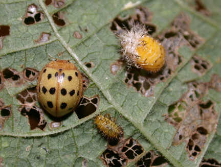 Mexican bean beetle adult, larva, pupa, and damage