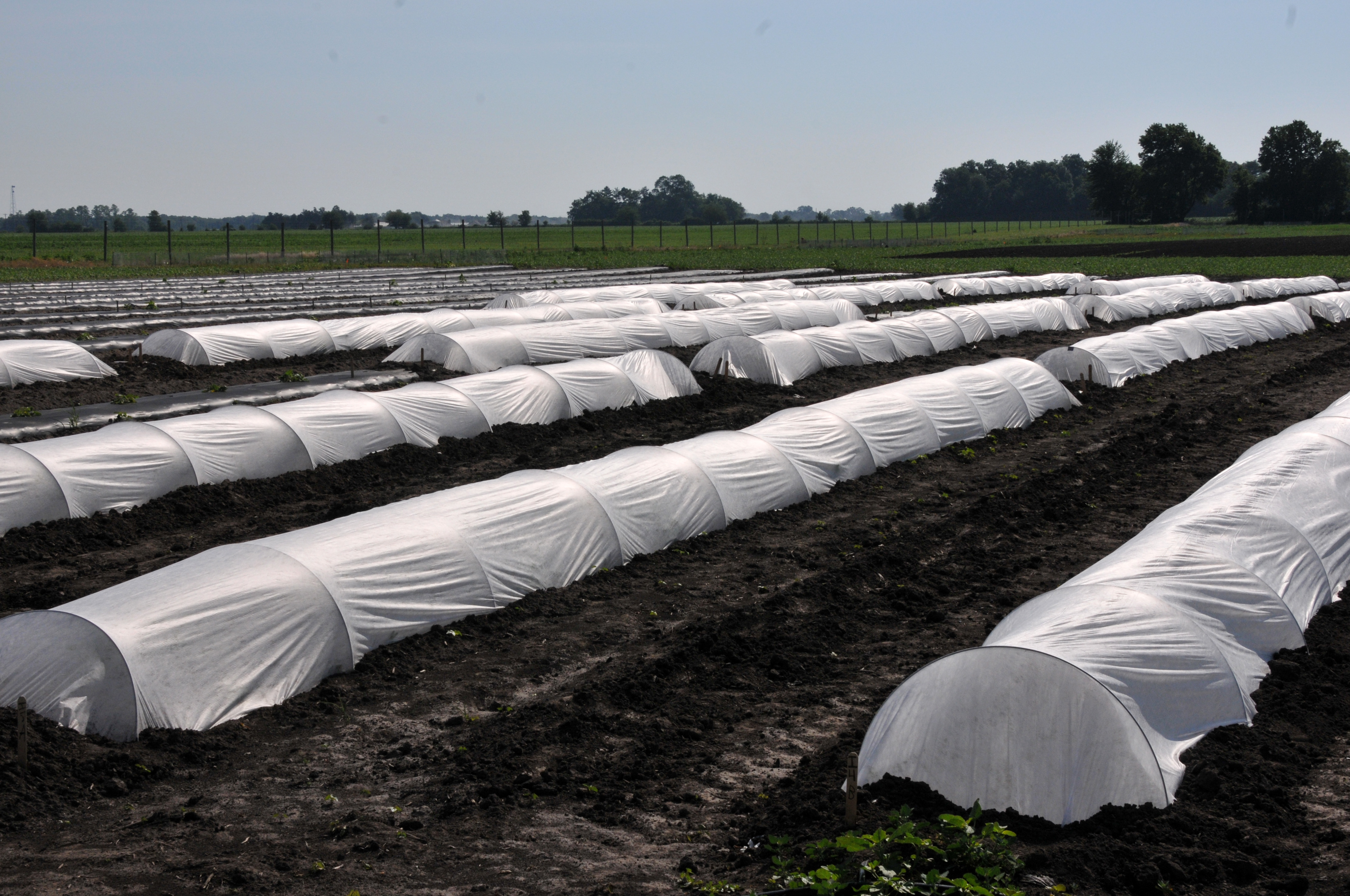 Row covers in a field.