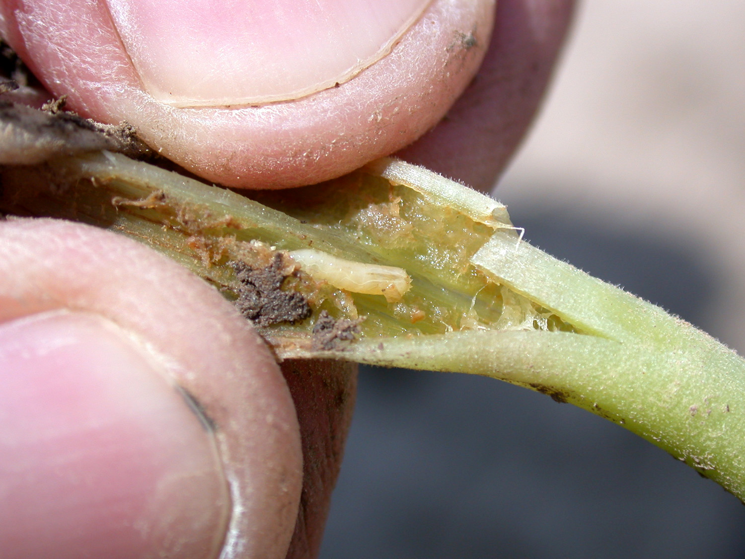 Seedcorn maggot in green bean stem