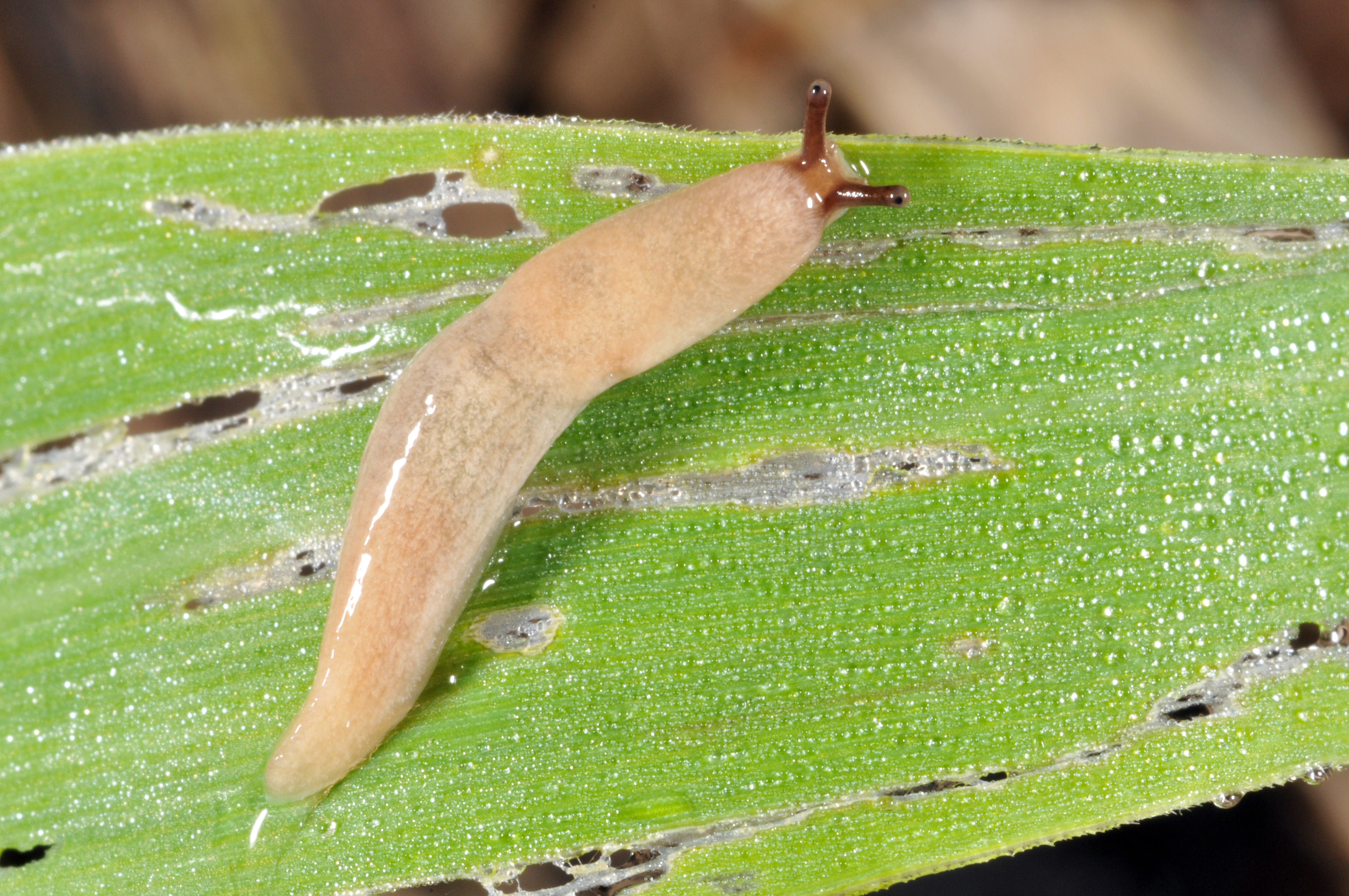 Slug damage on corn