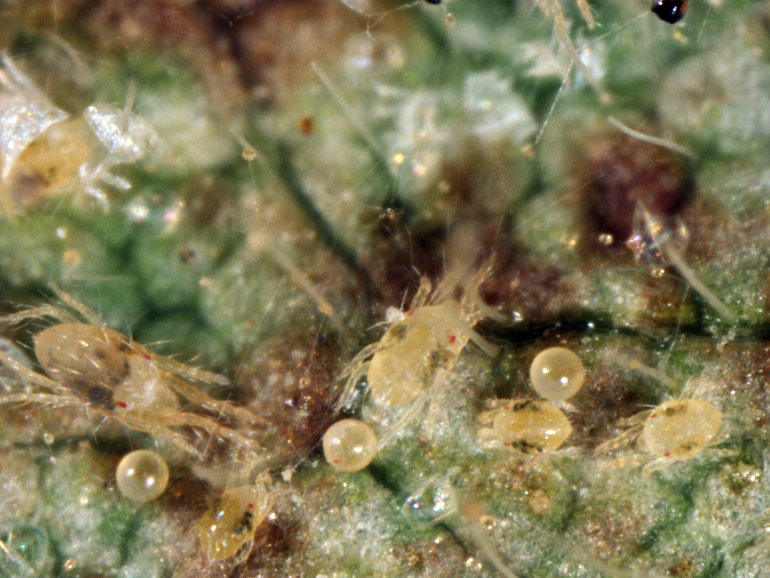 Twospotted spider mites, adults, nymphs, and eggs