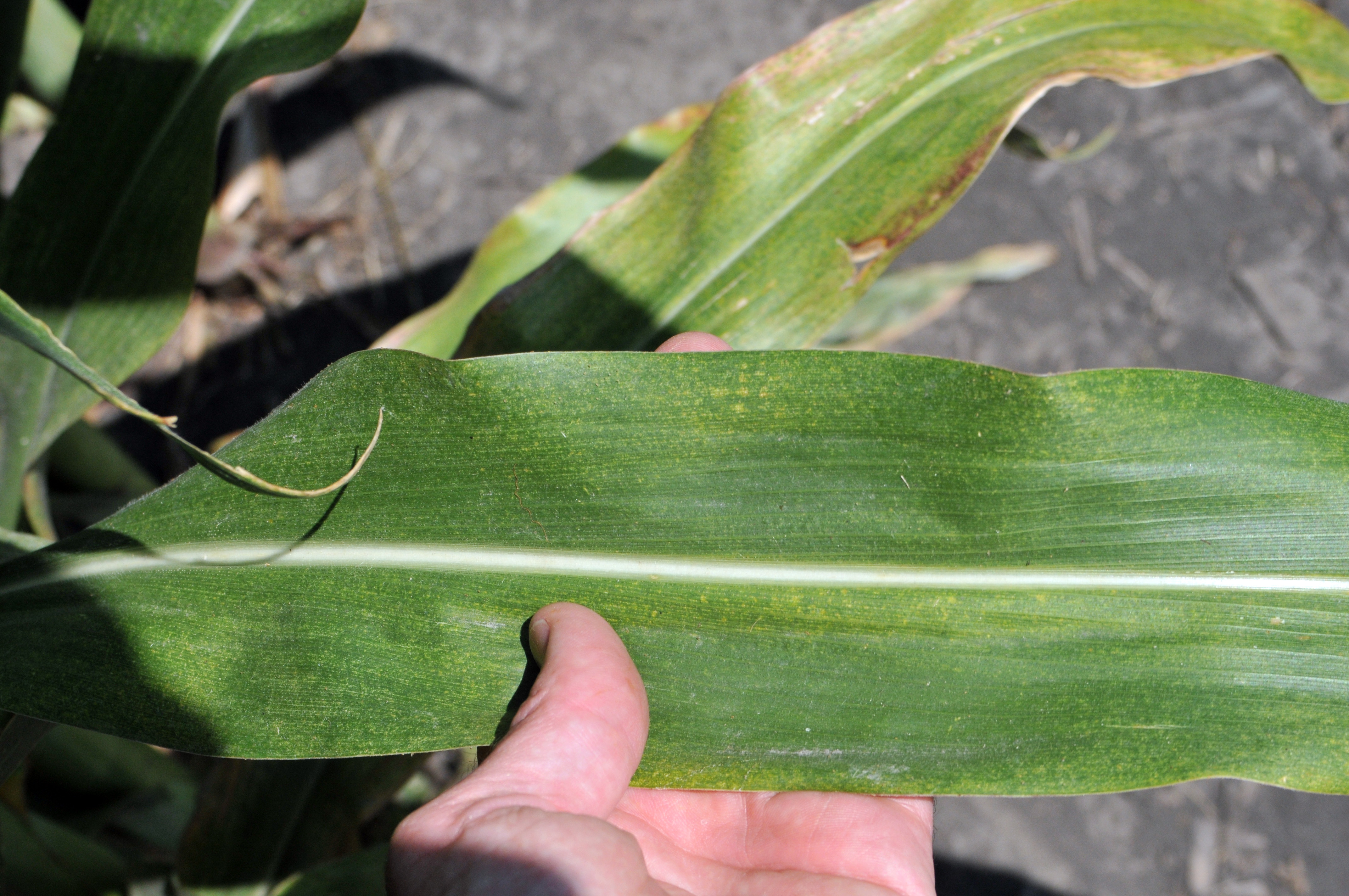Stippling damage on corn