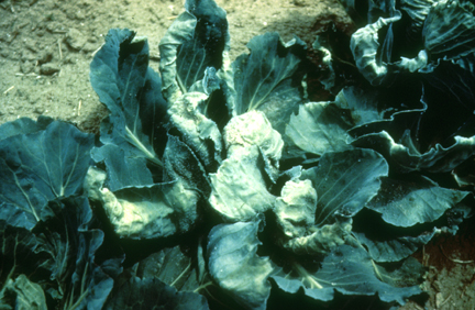 Cabbage aphid damage