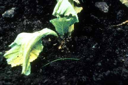 Cabbage maggot damage
