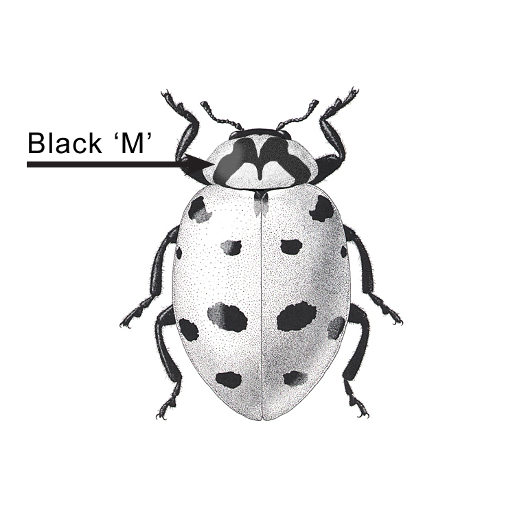 Black 'M' on thorax is characteristic of the Asian lady beetle.
