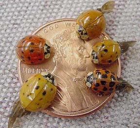 Asian lady beetles with various colors and spot patterns. (Photo Credit: John Obermeyer).