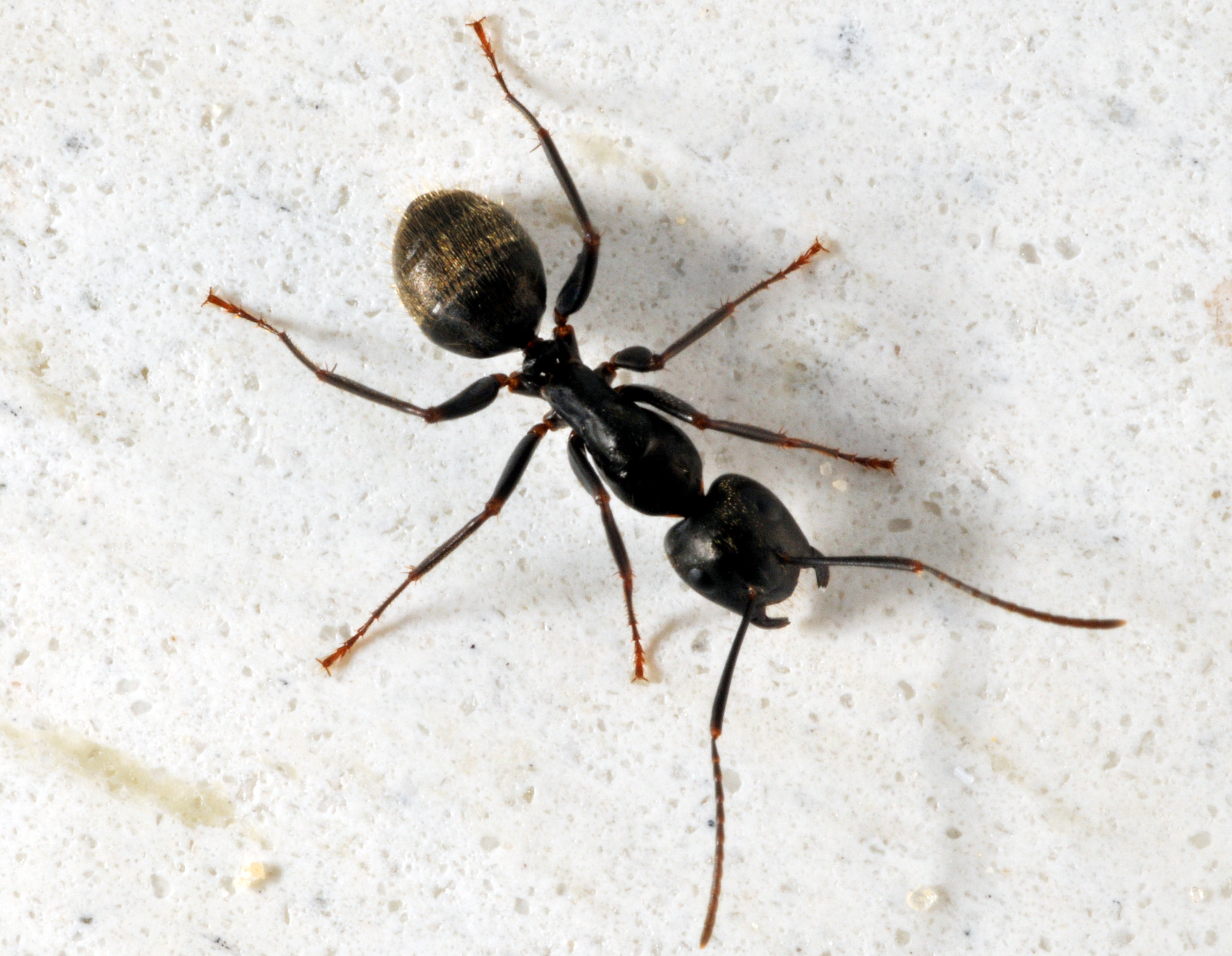 What Are the Big Black Ants in My Home?