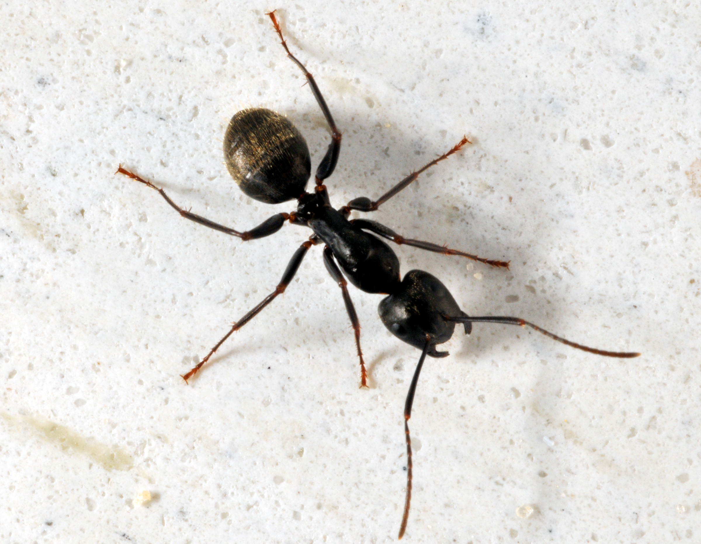 CarpenterAnt 