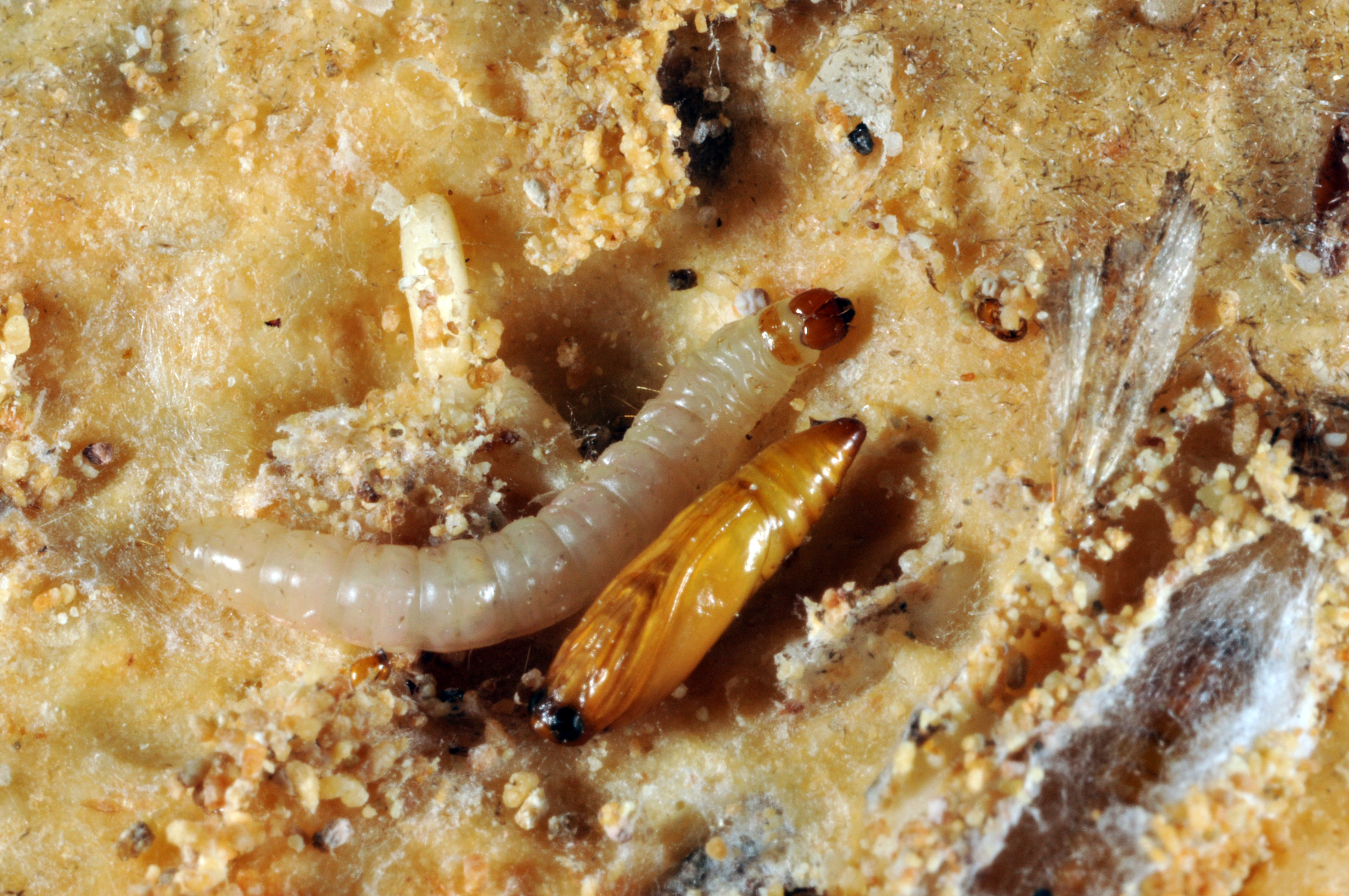 Mating Pantry Moths - Plodia interpunctella 