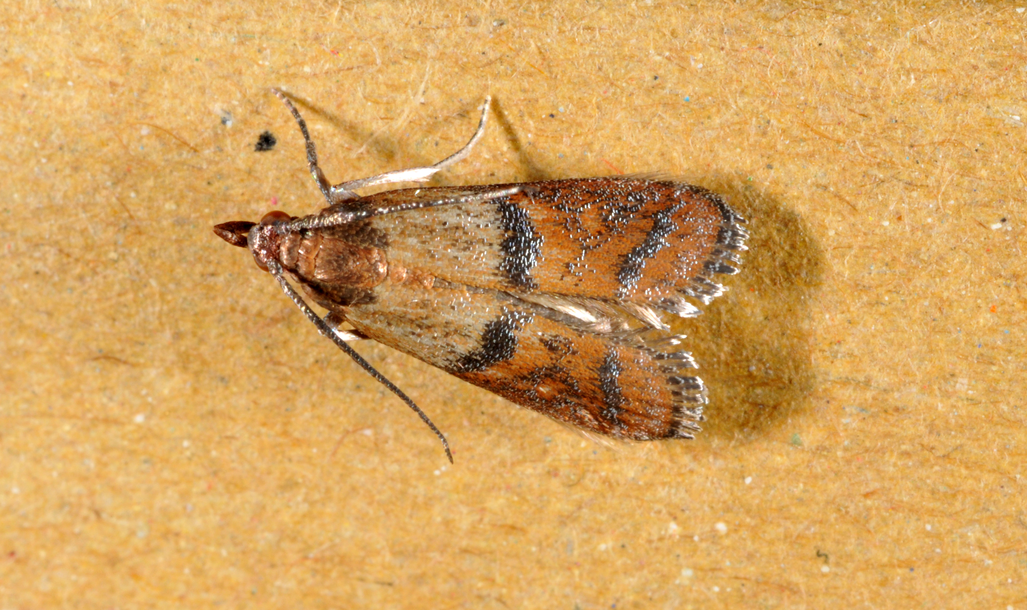 Mating Pantry Moths - Plodia interpunctella 