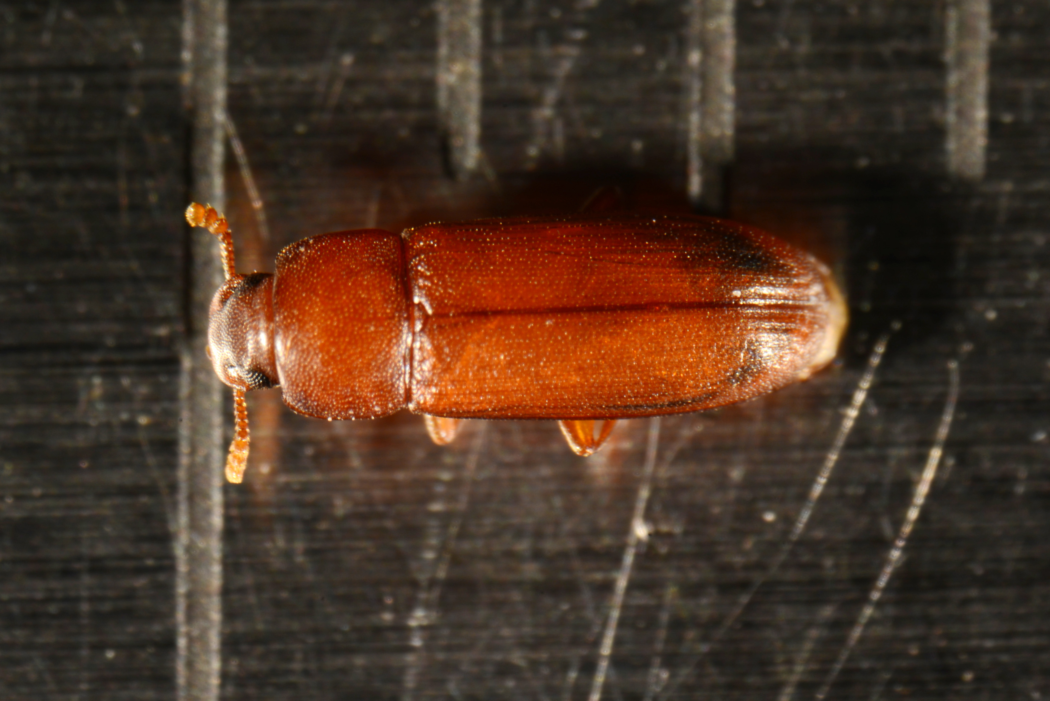 RED AND CONFUSED FLOUR BEETLES Tribolium castaneum (Bhst.) and