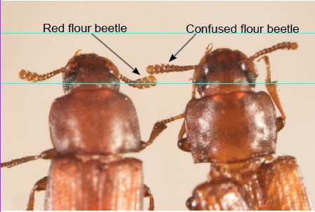 flour beetle larvae