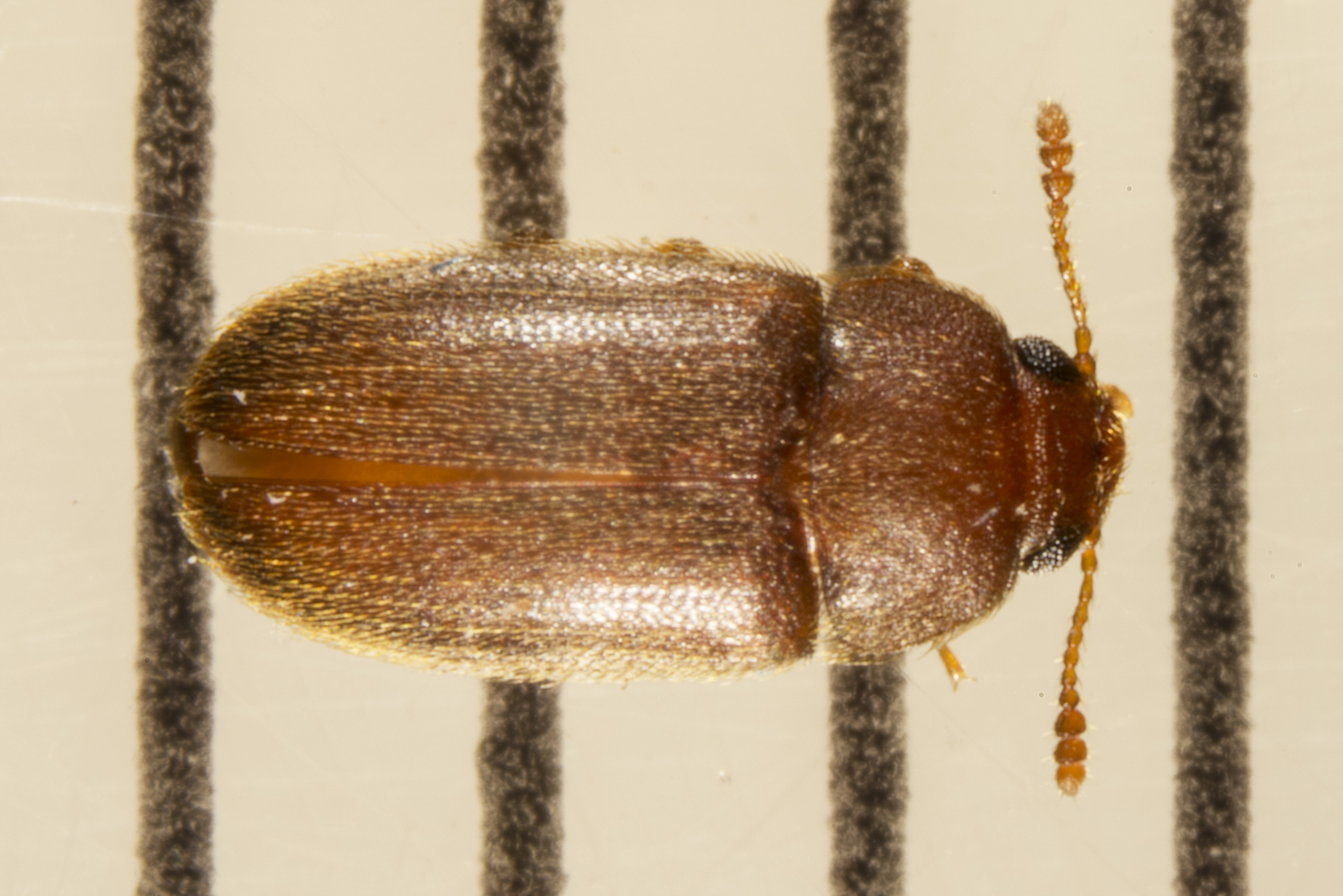 stored product beetles