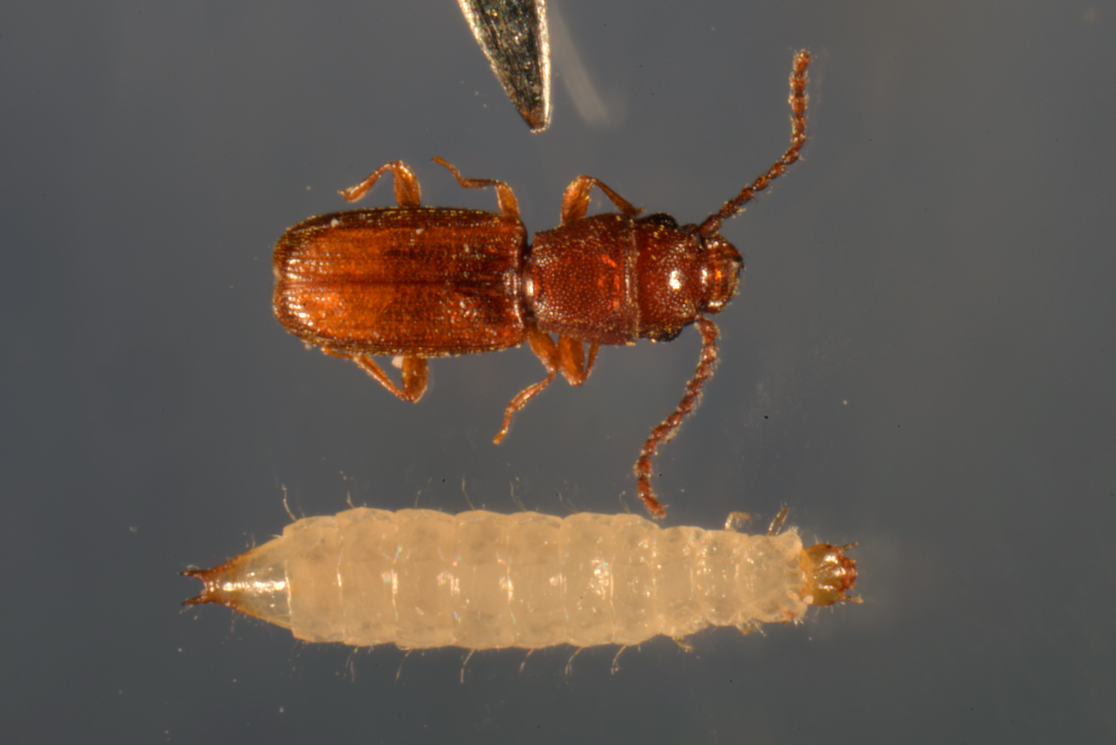 Flour Beetle Life Cycle