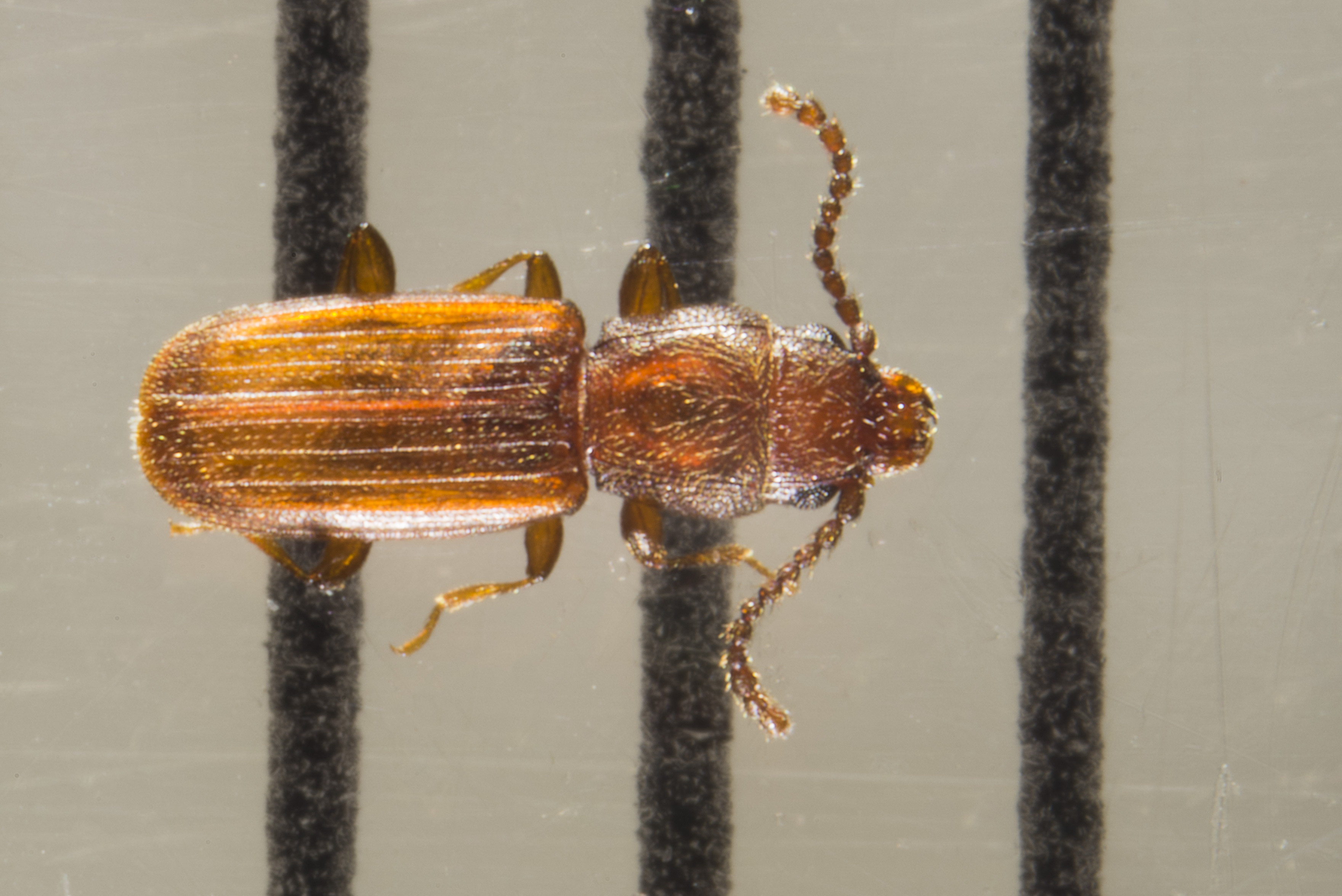 flour beetle larvae