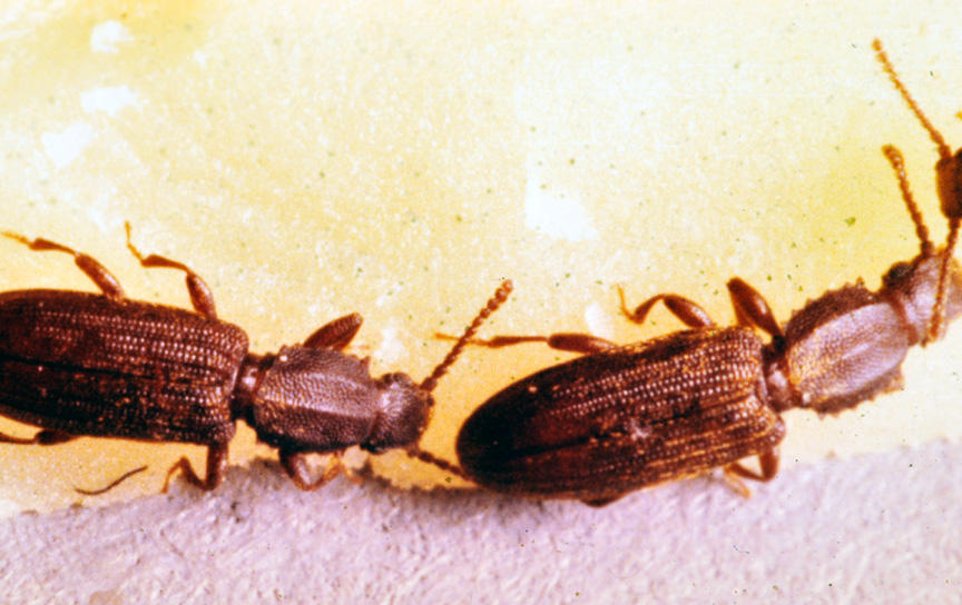 merchant grain beetles