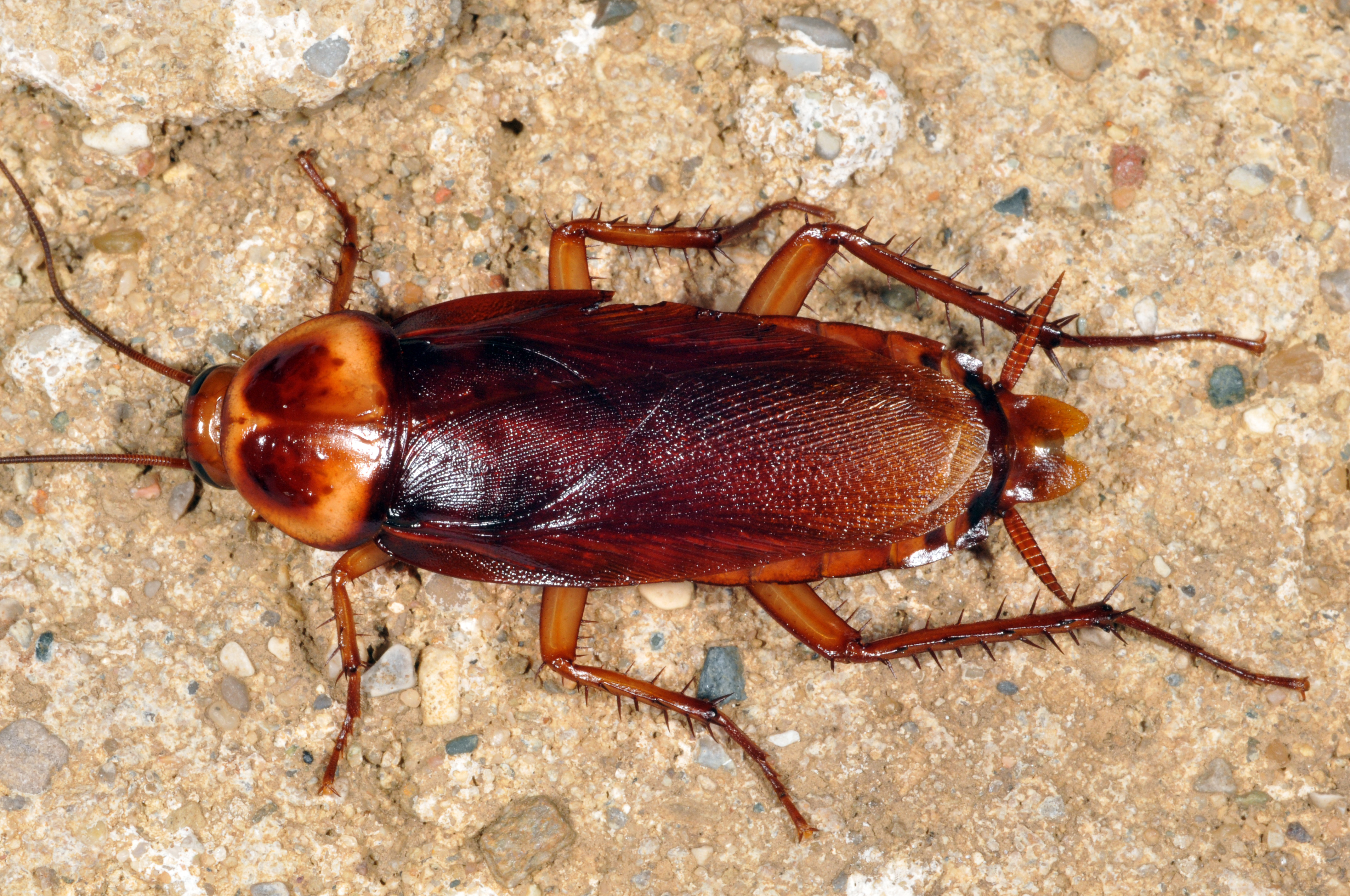 Are Cockroaches Common In Minnesota at Marilee Williams blog