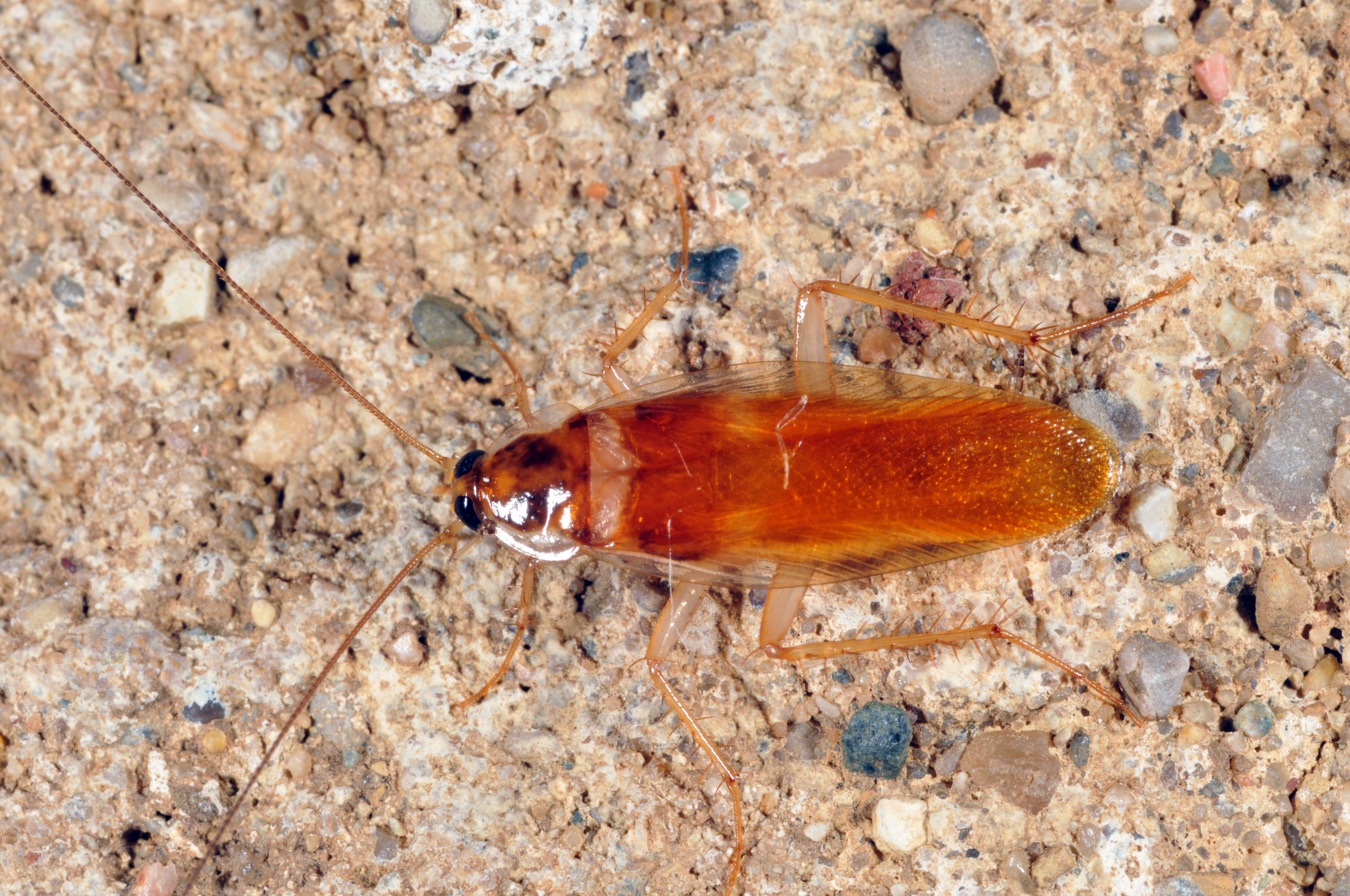 Cockroach As Food Roach cockroach Insect