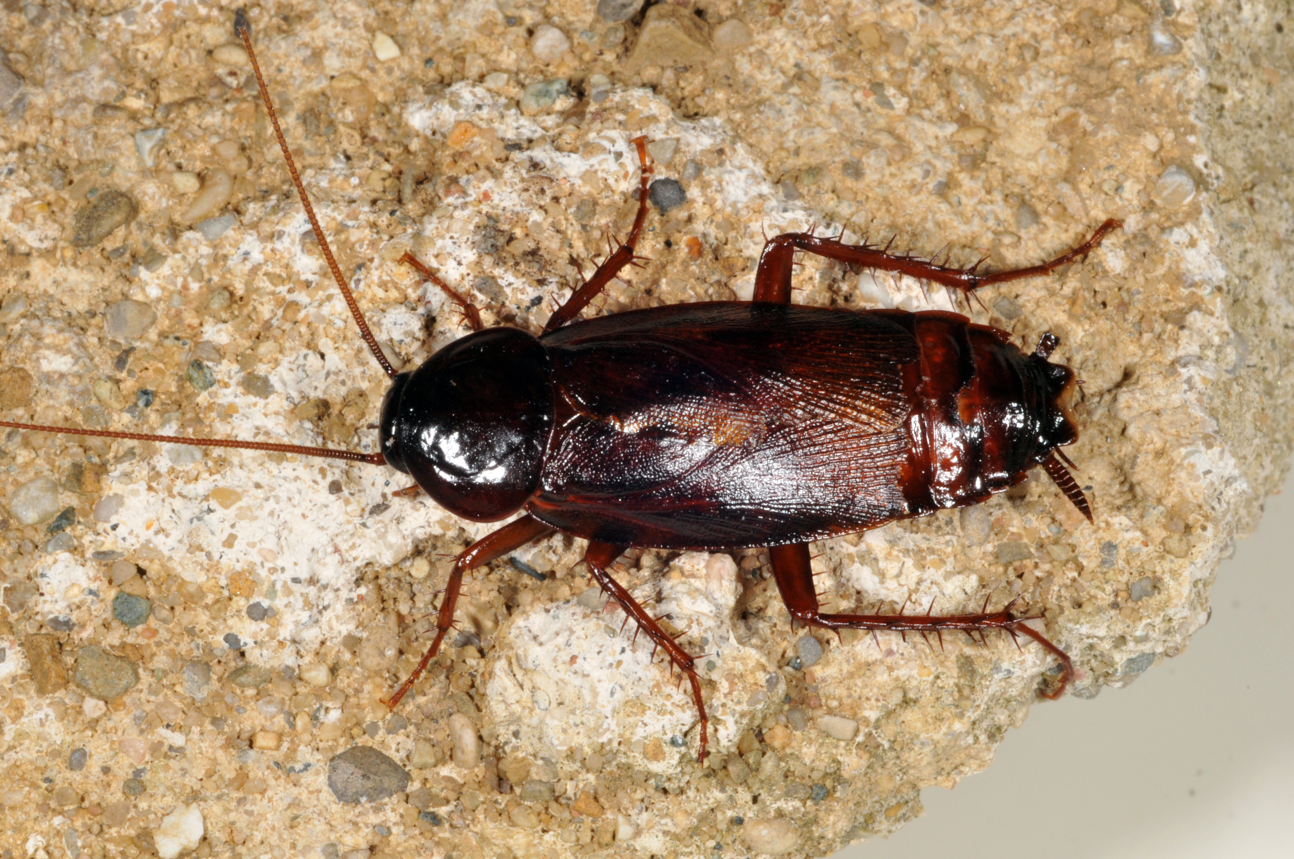 Do Cockroaches Live In Septic Tanks at Blanca Caudell blog