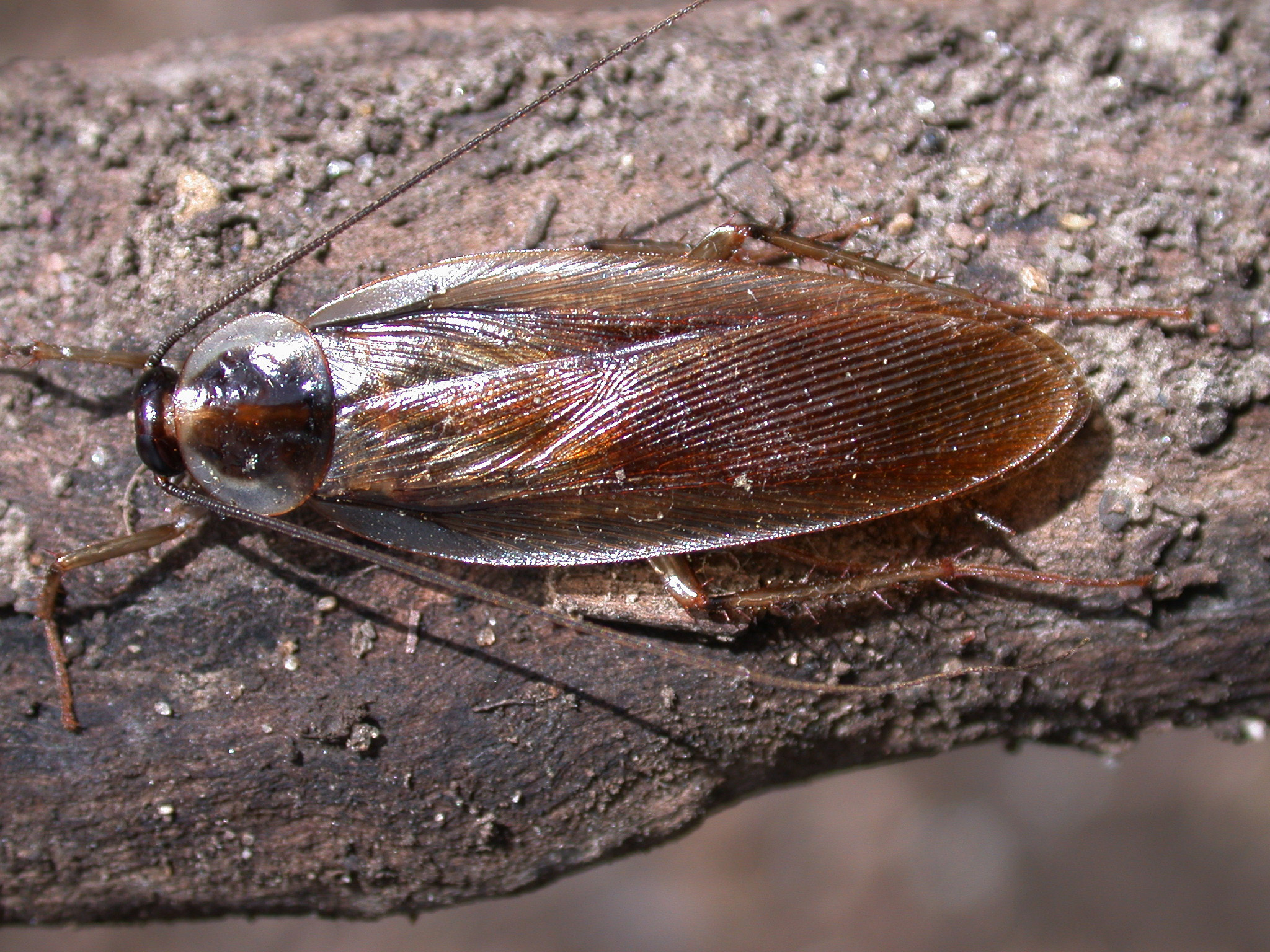 Do Tree Roaches Fly at Frank Hubble blog