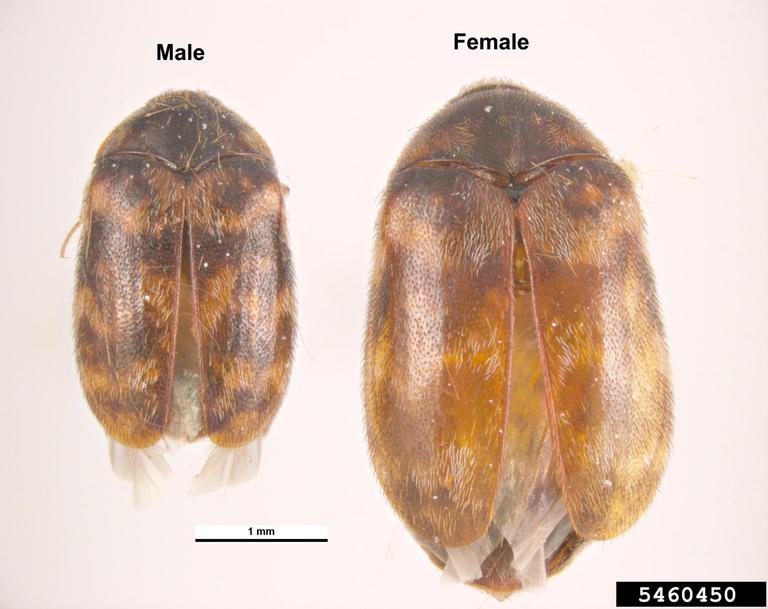 Attractant for Carpet Beetle, Warehouse Beetle, and more — Insects