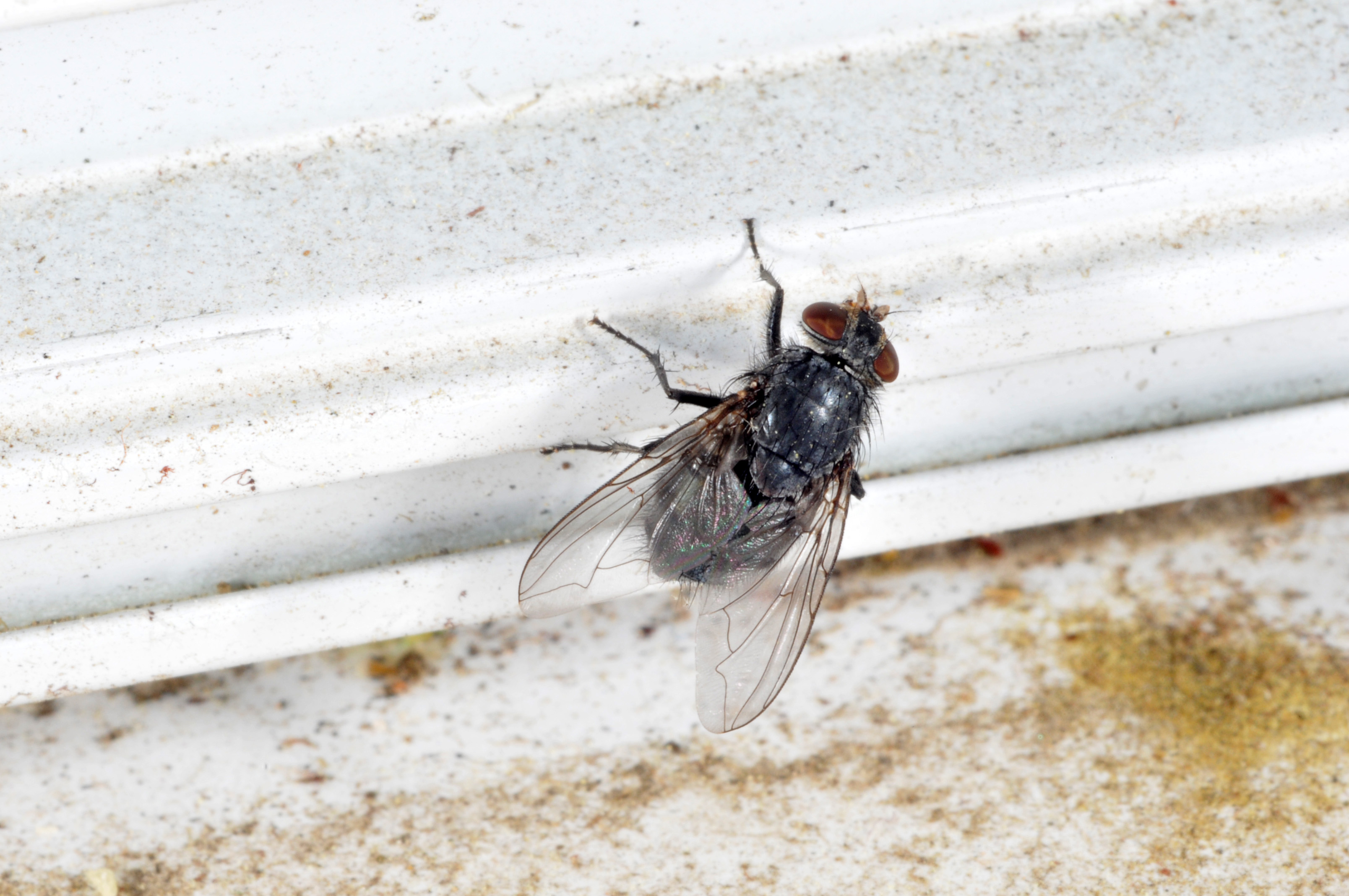 The House Fly and Other Filth Flies Prevention and Control