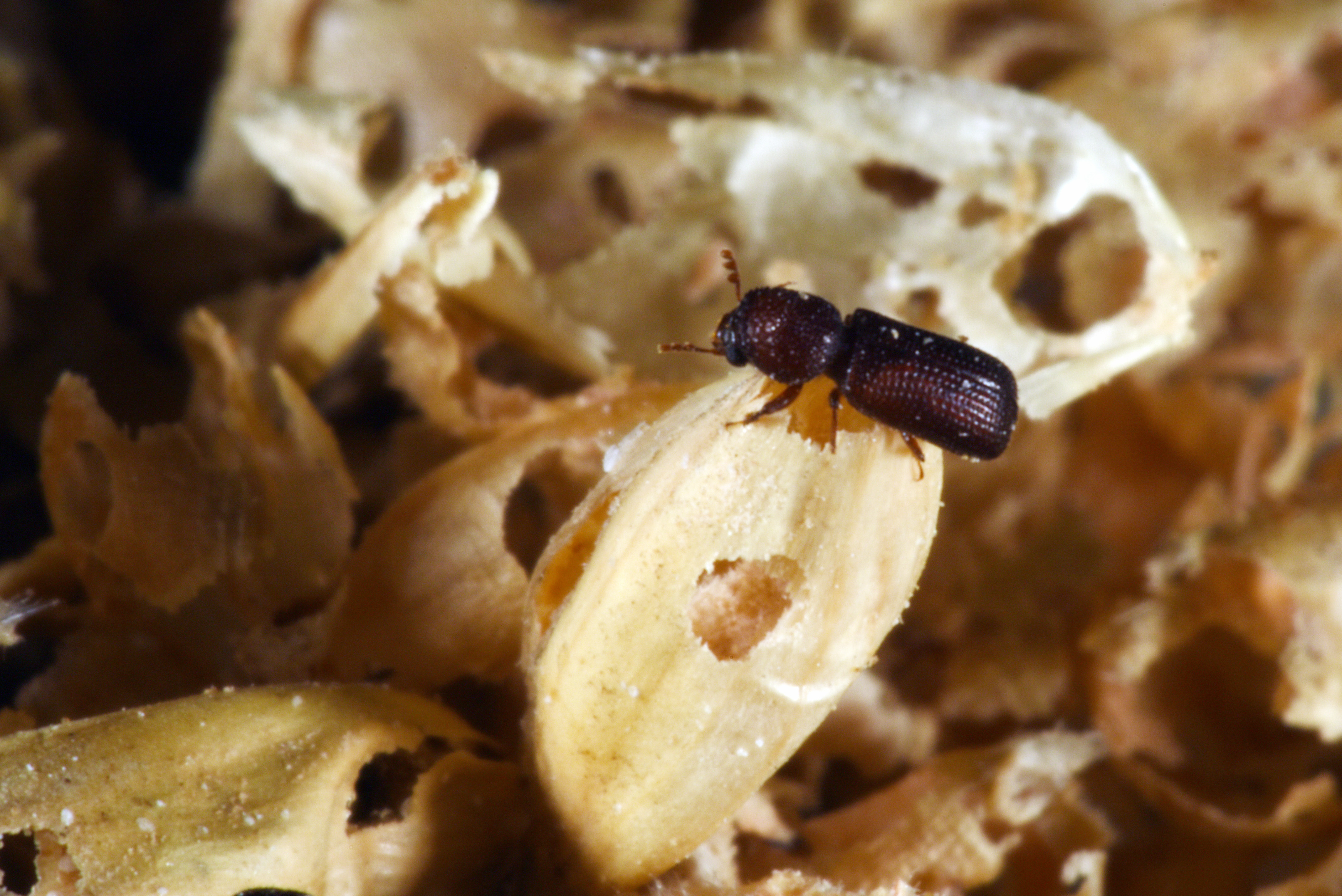 Grain Beetle Control How To Get Rid of Grain Beetles